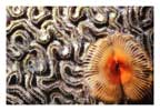 Orange Filament on Brain Coral