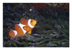 Clownfish in Purple-tipped Anemone