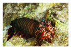 Red Smasher Mantis Shrimp