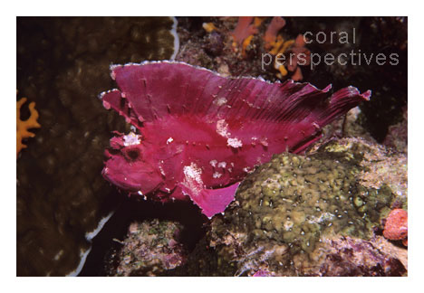 Pink Leaf Scorpion Fish