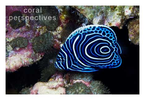 Juvenile Emperor Angel