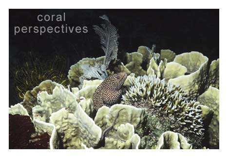 Moray In Lettuce Coral