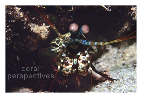 Green Smasher Mantis Shrimp