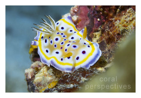 Spotted Nudibranch