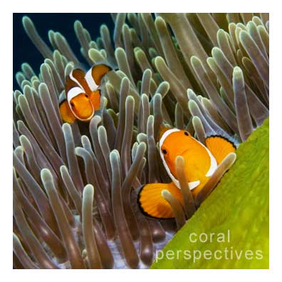 Green Anemone and Clownfish (square)