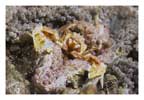 Porcelain Crab in an Anemone