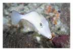 Little White Filefish