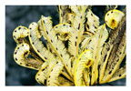Yellow Crinoid