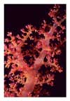 Red Soft Coral Stem