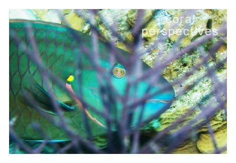 Parrotfish Peeking