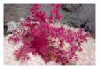 Red on White Soft Coral