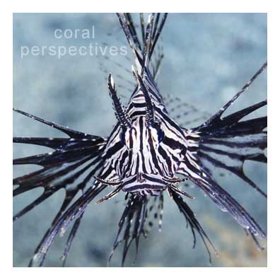 Lionfish Approaching (square)