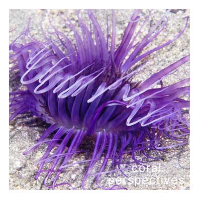 Purple Stalk Anemone