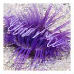 Purple Stalk Anemone