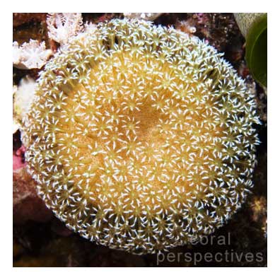 Round Octocoral