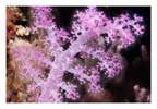 Branch of Pink Soft Coral Close