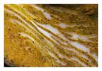 Gold Clam Mantle