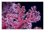 Red and White Octocoral