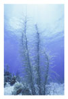 Silver Soft Coral