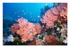 Pink Fan and Soft Coral Scene