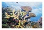 Staghorn Coral Scene