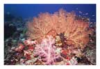 Andaman Fan and Soft Coral Scene