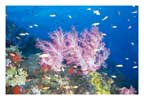 Andaman Reef Scene