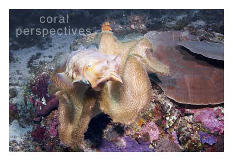 Cuttlefish in a Soft Coral