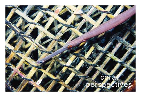 Trumpetfish and a Fish Trap