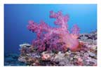 Large Magenta Soft Coral