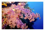 Large Pink Soft Coral and Damsels