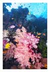 Soft Coral, Anthias and Damsels