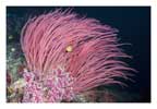 Pink Whip Coral and Damselfish