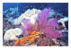 White and Magenta Soft Corals