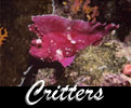 Click here to puruse Connie's images of undersea critters.