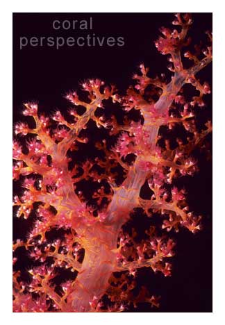 Red Soft Coral Stem
