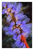 Blue Tunicates and Red Sponge
