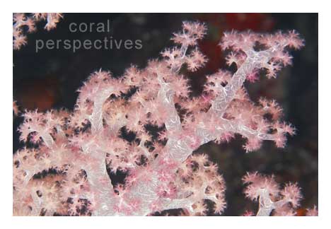 Light Pink Soft Coral Stem