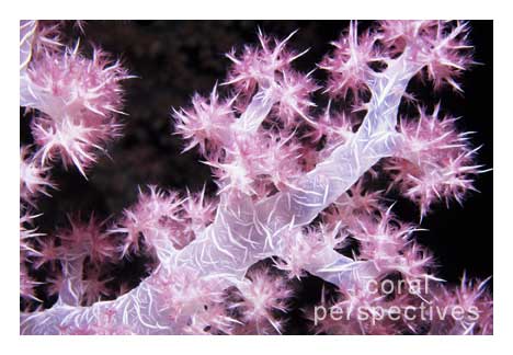 Pink Soft Coral Stem