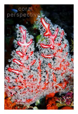 Red and White Soft Coral